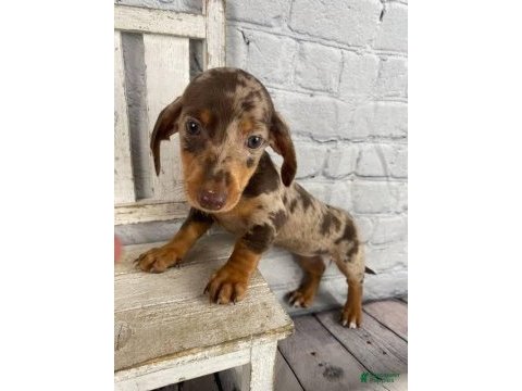 Çiftliğimizden özel renk dachshund bebekler