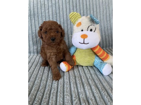 Eşsiz güzellikte toy poodle yavru
