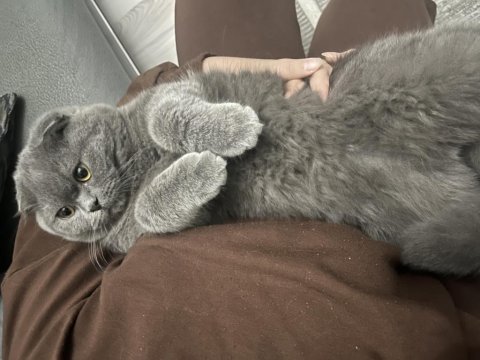 Scottish fold gözümün bebeği