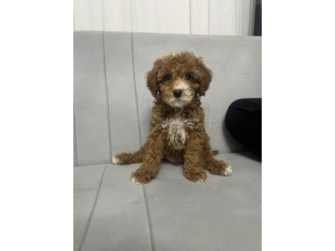 Toy poodle erkek yavrumuz yeni ailesini aramakta