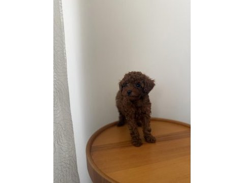 Teacup kore poodle redbrown yavrum
