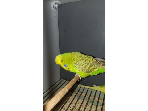 Çift damızlık show jumbo takım kuşumuz