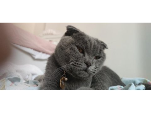 1.5 yaşında erkek aşıları tam scottish fold