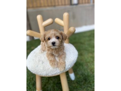 Teacup tuvalet eğitimli maltipoo bebekler