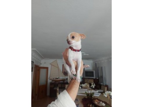 A kalite meksika chihuahua (şivava) yavruları