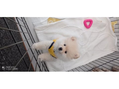 4 aylık pomeranian boo