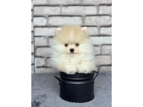 Pomeranian boo