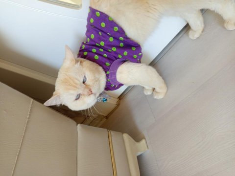2 yaşında british shorthair oğlum