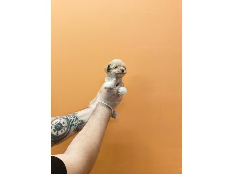 Irk garantili mükemmel maltipoo yavrular