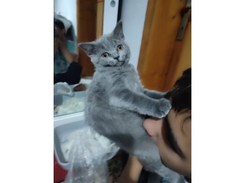 British shorthair yavrularımıza sıcak bir yuva arıyoruz