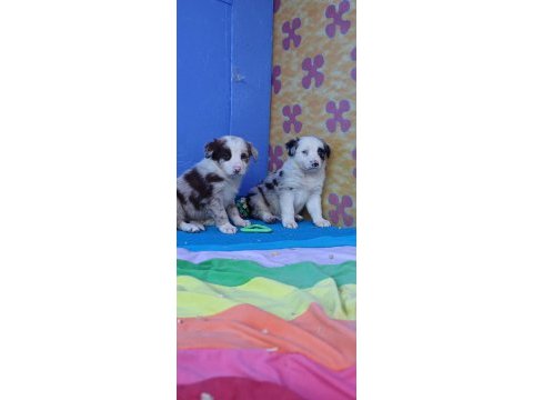 Kahverengi müthiş güzellikte border collie yavrular