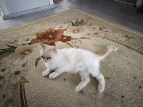 Dişi exotic shorthair kedi için sahip aranıyor (1 yaş)