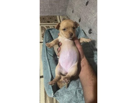 Yeni pinscher bebekler sahiplerini arıyor