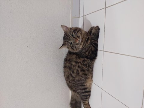 Ücretsiz kedi sahiplendirme