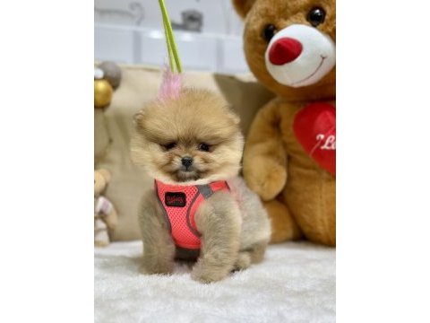 Mini teacup pomeranian kızımız tam bir ayıcık