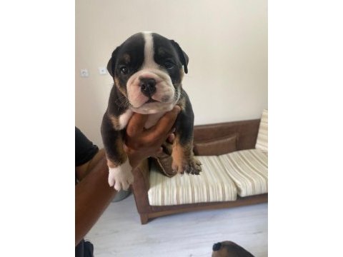 Exotic ingiliz bulldog yavrularımız