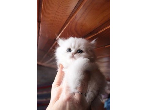 2 dişi ve 1 erkek şecereli british longhair yavrular