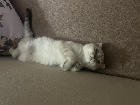 Scottish fold beyaz renk mavi gözlü 3 aylık