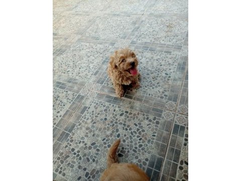 Poodle gibi sevimli maltıpoo bebeklerimiz
