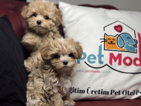 Ankarada ziyarete açık kore maltipoo yavrular