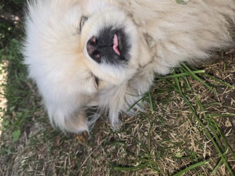 Akıllı bıdık pekinez köpeğimiz badem