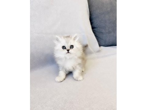 Chinchilla silver yavru safkan