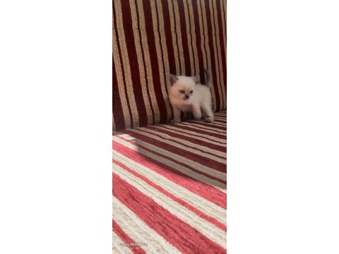 1.5 aylık british shorthair bebeklerimiz