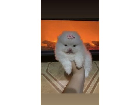 Pomeranian boo mikro mini boy dişi