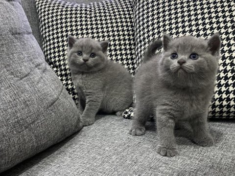 1 erkek ve 1 dişi british shorthair