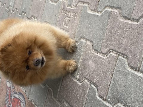 Orjinal pomeranian boo
