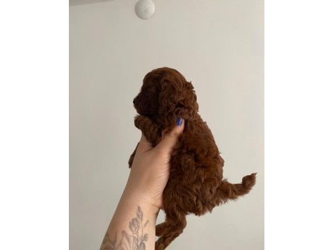 Kore toy poodle