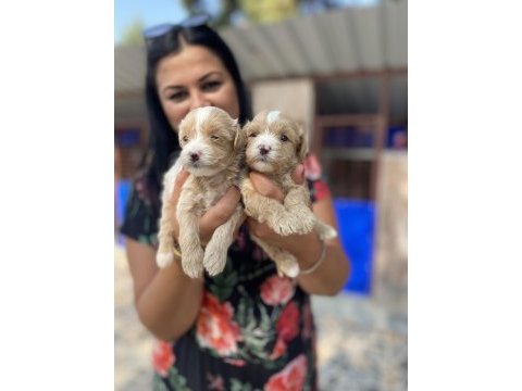 Ufacık maltipoo yavrularım