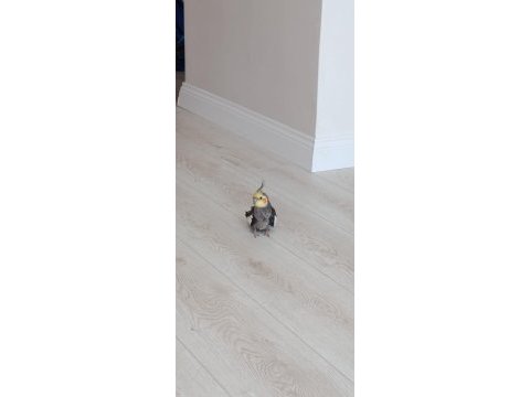 2 aylık şeker gibi sultan papağanı daha bebek