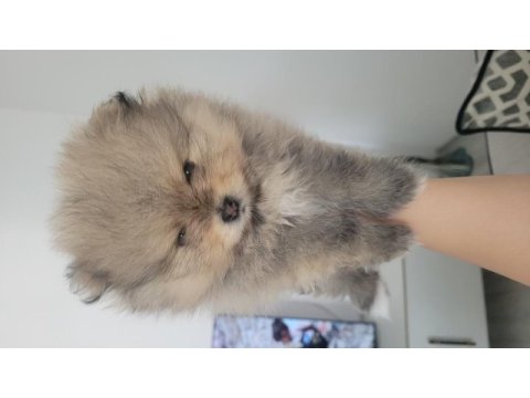 45 günlük saf pomeranian anne ve babası bizim yavrumuz