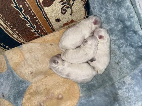 Maltese terrier 0 numara yeni yavrular