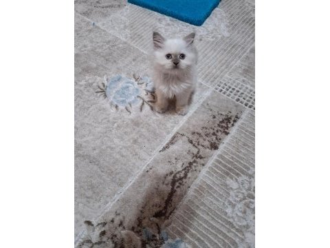 Kedimiz hakkında bilgi için mesaj atın