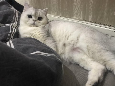 Anne baba british dişi shorthair