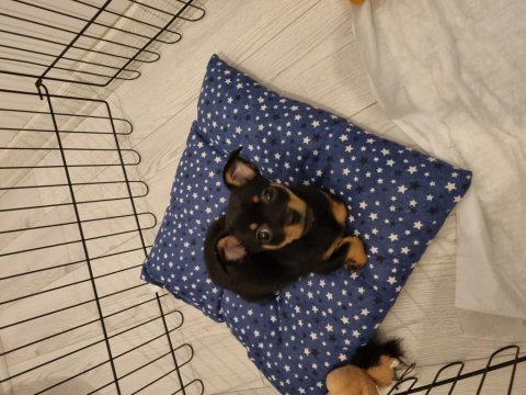 Chihuahua 3.5 aylık erkek