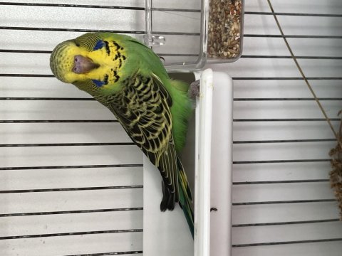 Muhteşem jumbo muhabbet kuşu takım