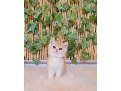 2 erkek 1 dişi british shorthair golden yavrular ust kalite