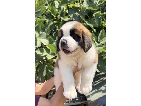 Muhteşem görsele sahip st bernard yavrular