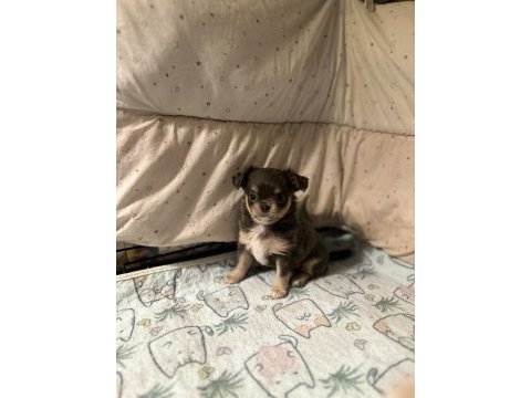 Blue tan (gri kahve) chihuahua
