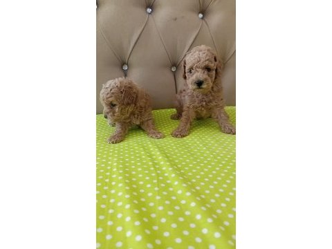 Toy poodle