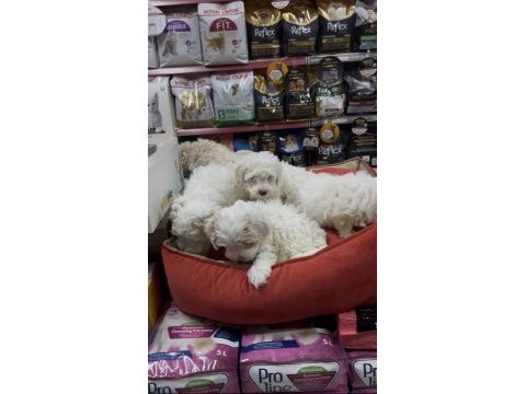 Maltipoo yavrularımız