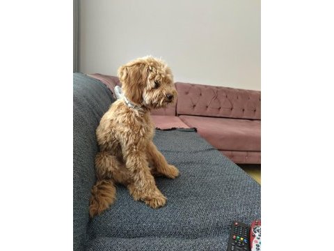 Toy poodle maltipoo kızıma yuva