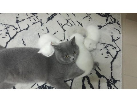 Yavru scottish fold