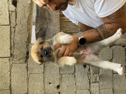 Akita bebekler