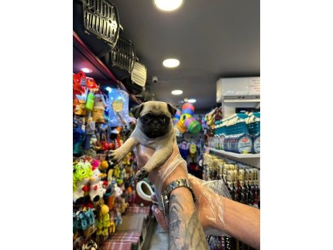 Yurt dışı girişli sağlık ve ırk garantili pug bebekler