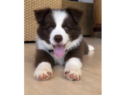A kalite border collie