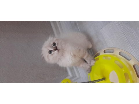 Scottish fold dişi